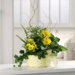 Sunny Dish Garden from your Sebring, Florida florist