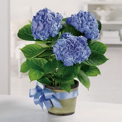 Heavenly Hydrangea from your Sebring, Florida florist