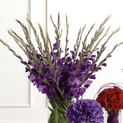 Gladiolus Arrangement from your Sebring, Florida florist