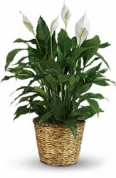 Large Peace Lily (Spathiphyllum) from your Sebring, Florida florist