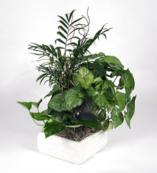 Dish Garden from your Sebring, Florida florist
