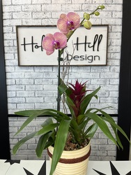 Orchid and Bromeliad from your Sebring, Florida florist