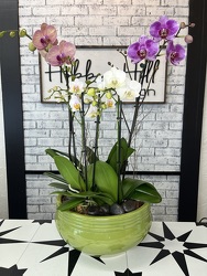 Orchid  from your Sebring, Florida florist