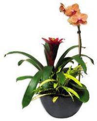 Orchid and Bromiliad from your Sebring, Florida florist