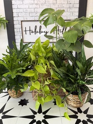 Plant - 6" Pot from your Sebring, Florida florist