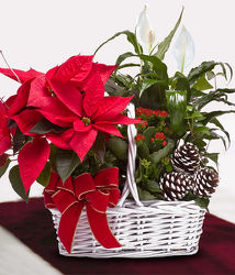 Poinsettia Garden Basket from your Sebring, Florida florist