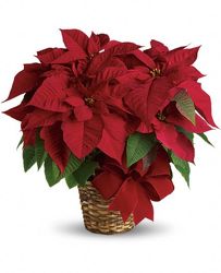 Poinsettia Plant from your Sebring, Florida florist