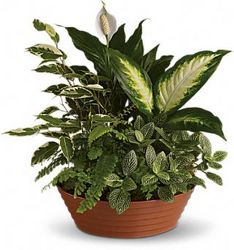 Terra Cotta Dish Garden from your Sebring, Florida florist