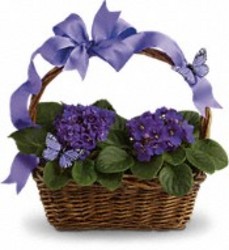 Violets and Butterflies from your Sebring, Florida florist